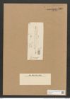 Berkeleya crispa (Mont.) Grun. (de-Toni-Nr.: Genus 21, Species 1227) Zeichnungen Sammlung Grunow Nr. 2367 (NHMW-BOT-W0369501)